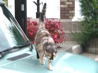 Cat on the Car